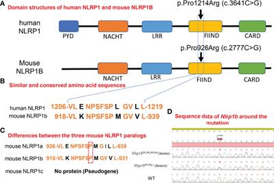 UVB-Induced Skin Autoinflammation Due to Nlrp1b Mutation and Its Inhibition by <mark class="highlighted">Anti-IL-1β</mark> Antibody